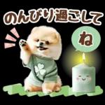 癒しポメラニアンの春のあいさつ