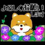 豆柴「夏を感じる」