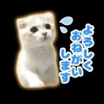 猫の「うなちゃん」