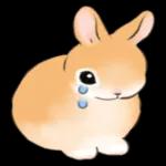 可愛いウサギ🐰からのメッセージ