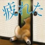 さすが！柴犬（よく使う言葉編２）
