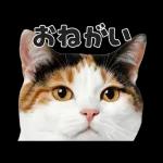 猫の顔がどーん！