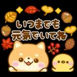 秋に役立つ♡豆柴日和
