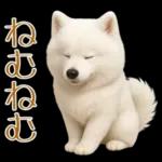 白いモフモフ～その名はサモエド！２
