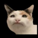 silly calico cat memes