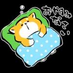 かわいい秋田犬～🐈