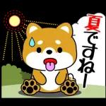 豆柴「夏を感じる」
