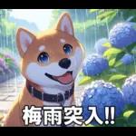 夏の天気をお知らせする柴犬【便利・日常】
