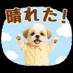 大人可愛いシーズーで梅雨の気づかい敬語