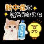 かわいい猫❤️大人かわいい夏❤️猫にゃん