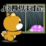 豆柴「夏を感じる」