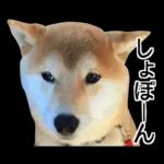 Premium 柴犬こてつ君*スタンプ第二弾