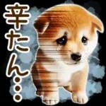 喜怒哀楽の激しい柴犬の野菜ダンス