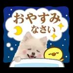 かわいいわんちゃん