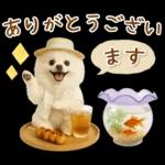 癒しポメラニアンの「夏」の毎日