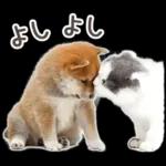 しばにゃんこスタンプ