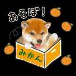 かわいい犬たち冬♡冬＆正月 柴犬