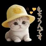 スコティッシュ猫 可愛い日常 太陽帽 敬語