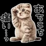 やる気ゼロ♡にゃんこ