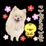 かわいいわんちゃん