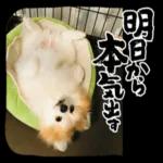 明日から本気出す！！