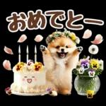 癒しポメラニアンの春のあいさつ