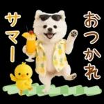 癒しポメラニアンの「夏」の毎日