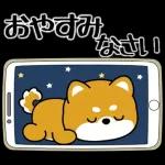 豆柴「夏を感じる」