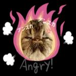 かわいいねこちゃん〜〜