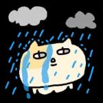 말수가 적은 고양이