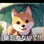 夏の天気をお知らせする柴犬【便利・日常】