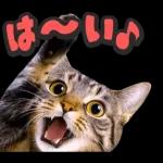 可愛い猫スタンプ！！