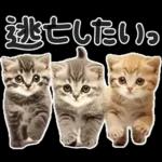 やる気ゼロ♡にゃんこ