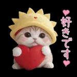 スコティッシュ猫 可愛い日常 太陽帽 敬語