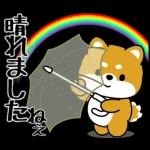 豆柴「夏を感じる」