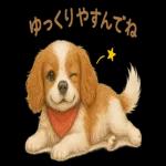 キャバリアのマシューくん