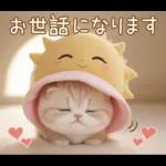 スコティッシュ猫 可愛い日常 太陽帽 敬語