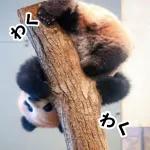 おすすめ！かわいいパンダチャン