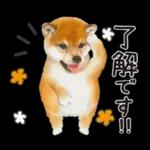 かわいい犬たち冬♡冬＆正月 柴犬