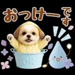 大人可愛いシーズーで梅雨の気づかい敬語