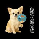 ずっと使える♡夏のチワワ