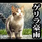 夏☆にゃんこ