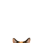 飛び出す★リアル猫2