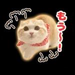 猫の「うなちゃん」