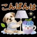 大人可愛いシーズーで梅雨の気づかい敬語