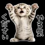 やる気ゼロ♡にゃんこ