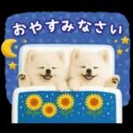 癒しポメラニアンの「夏」の毎日