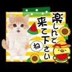 かわいい猫❤️大人かわいい夏❤️猫にゃん