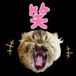 かわいいねこちゃん〜〜