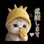 スコティッシュ猫 可愛い日常 太陽帽 敬語